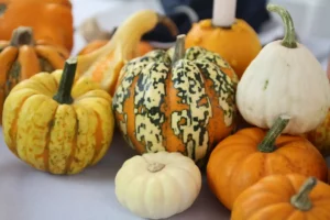 Große orange Kürbisse als zentrale Tischdekoration