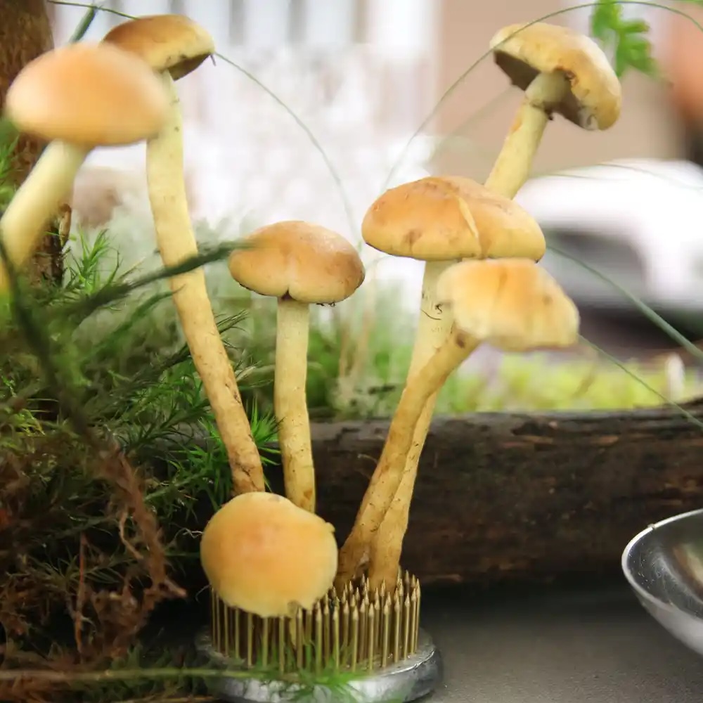 magnolias-on-silk-table-of-the-month-woodlands-forest-mushrooms-autumn-inspiration-1000x1500px-10-square magnolias on silk table of the month woodlands forest mushrooms autumn inspiration 1000x1500px 10 square