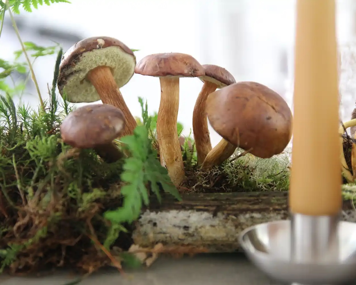 magnolias-on-silk-table-of-the-month-woodlands-forest-mushrooms-autumn-inspiration-1250x1000px-2-across magnolias on silk table of the month woodlands forest mushrooms autumn inspiration 1250x1000px 2 landscape