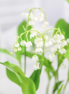 magnolias on silk tisch dekoration maigloeckchen lily of the valley gruen minimalism fruehling inspiration 169 e1747869127355