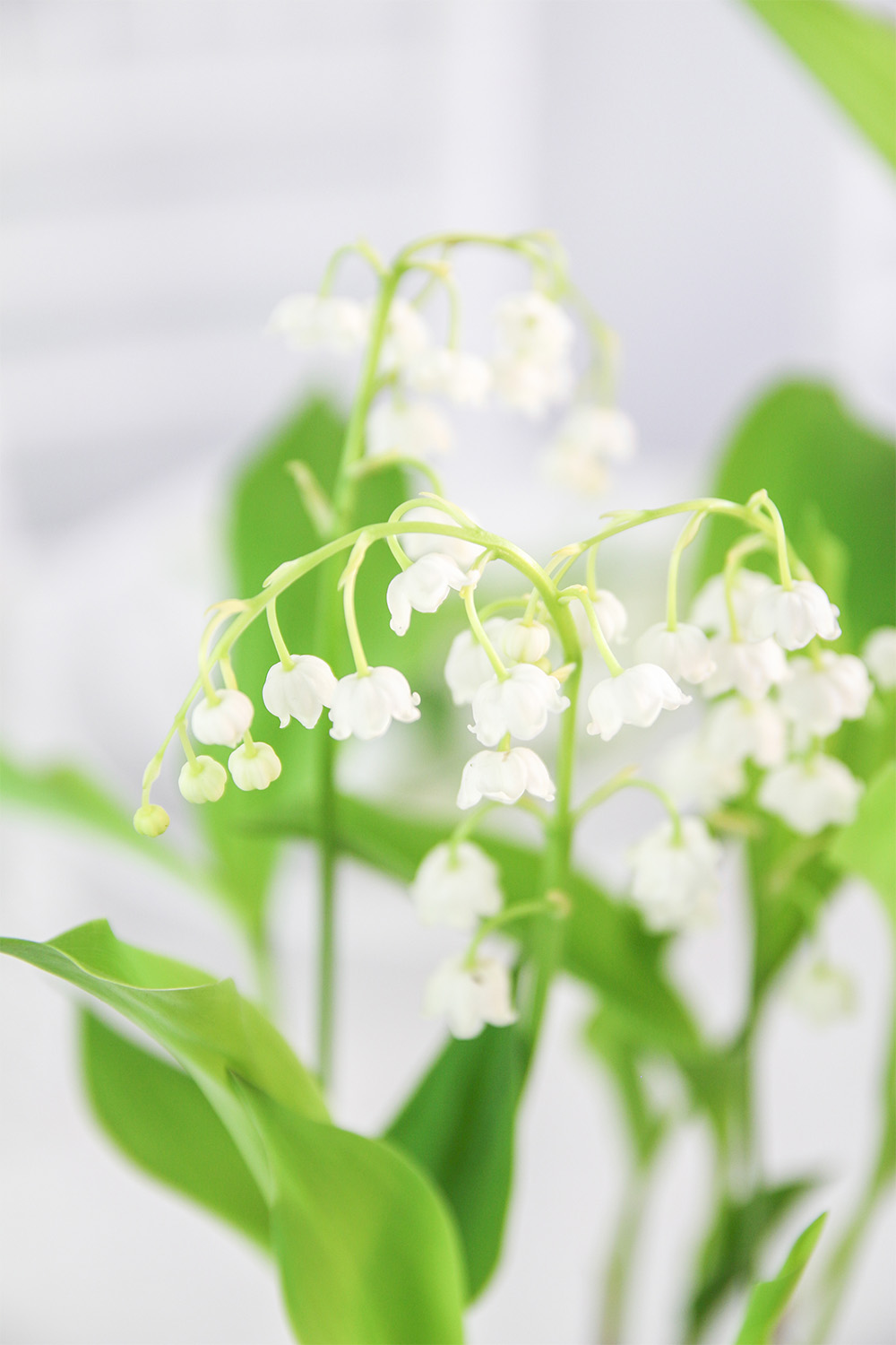 magnolias on silk tisch dekoration maigloeckchen lily of the valley gruen minimalism fruehling inspiration 169