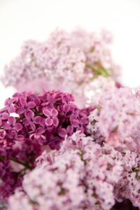 magnolias on silk tisch des monats mai fruehling flieder lila lavender lilac inspiration tischdekoration 30 hoch