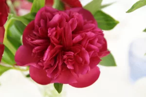 magnolias on silk table of the month may peony red blue table inspiration 127