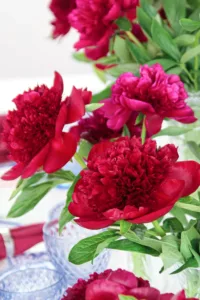 Red peonies in crystal vases on a festively laid table with blue glass from Villeroy & Boch
